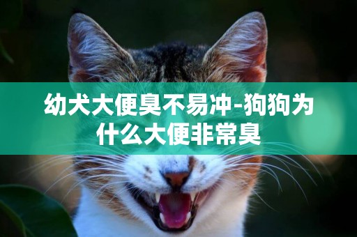 幼犬大便臭不易沖-狗狗為什么大便非常臭