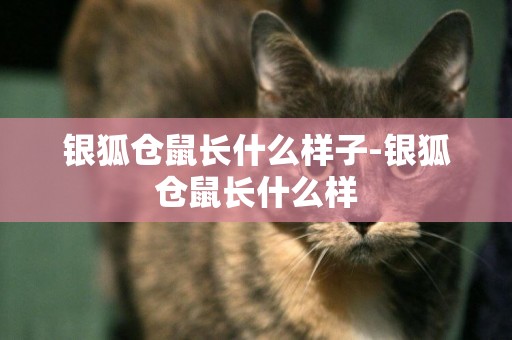 銀狐倉鼠長什么樣子-銀狐倉鼠長什么樣