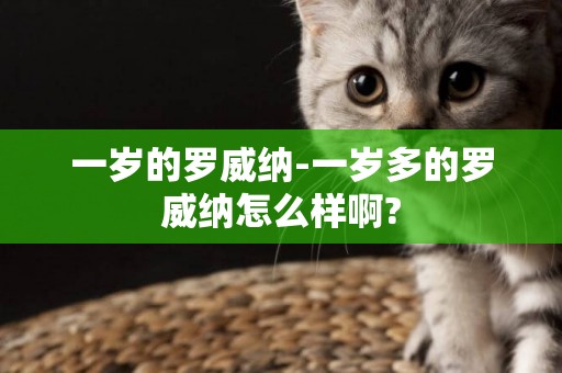一歲的羅威納-一歲多的羅威納怎么樣啊?