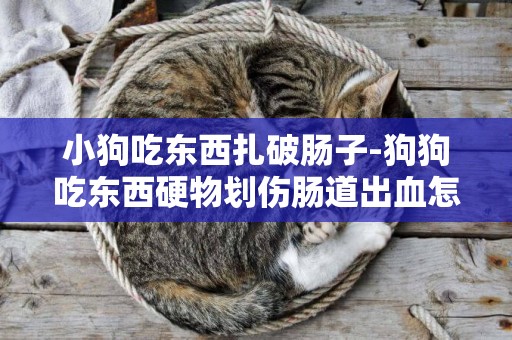 小狗吃東西扎破腸子-狗狗吃東西硬物劃傷腸道出血怎么辦