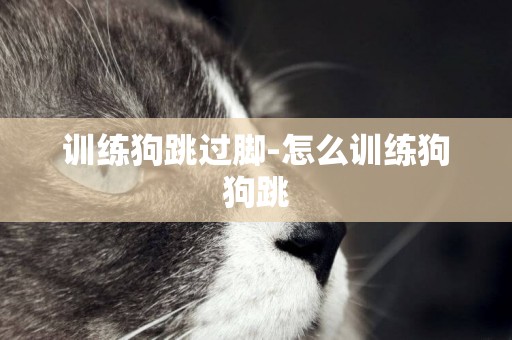 訓練狗跳過腳-怎么訓練狗狗跳