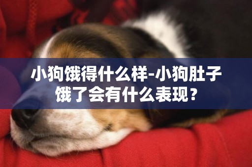 小狗餓得什么樣-小狗肚子餓了會有什么表現？