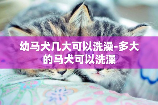 幼馬犬幾大可以洗澡-多大的馬犬可以洗澡