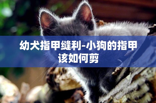 幼犬指甲縫利-小狗的指甲該如何剪