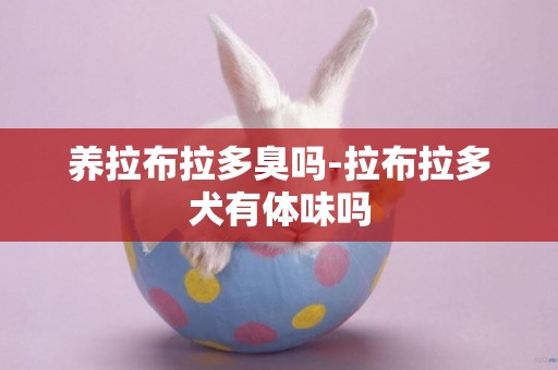 養拉布拉多臭嗎-拉布拉多犬有體味嗎