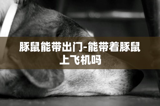 豚鼠能帶出門-能帶著豚鼠上飛機嗎