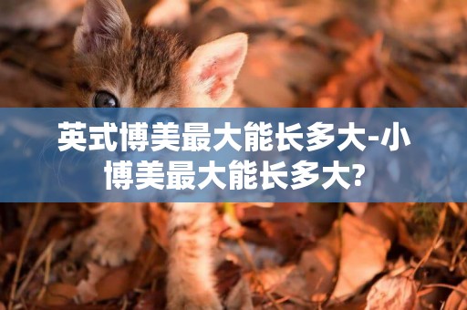 英式博美最大能長多大-小博美最大能長多大?