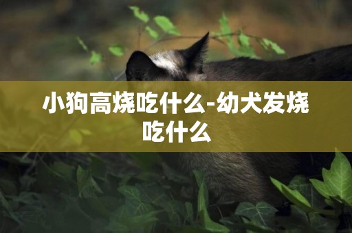 小狗高燒吃什么-幼犬發燒吃什么