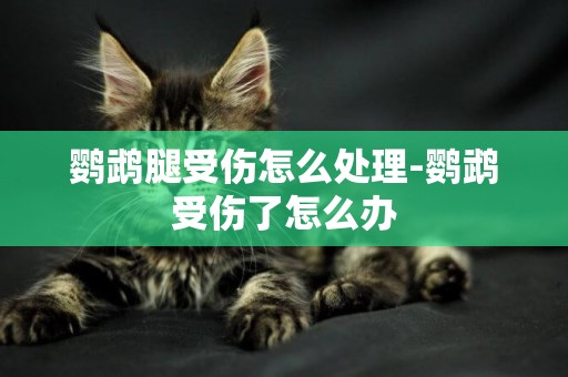 鸚鵡腿受傷怎么處理-鸚鵡受傷了怎么辦