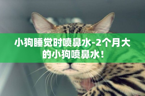 小狗睡覺時噴鼻水-2個月大的小狗噴鼻水！