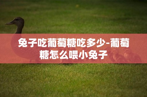 兔子吃葡萄糖吃多少-葡萄糖怎么喂小兔子