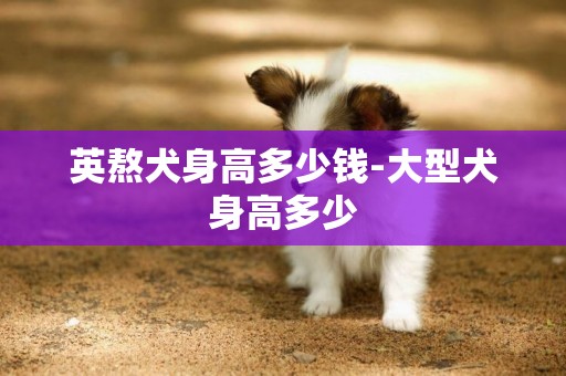 英熬犬身高多少錢-大型犬身高多少