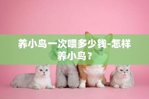 養小鳥一次喂多少錢-怎樣養小鳥？