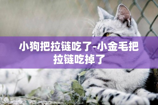 小狗把拉鏈吃了-小金毛把拉鏈吃掉了