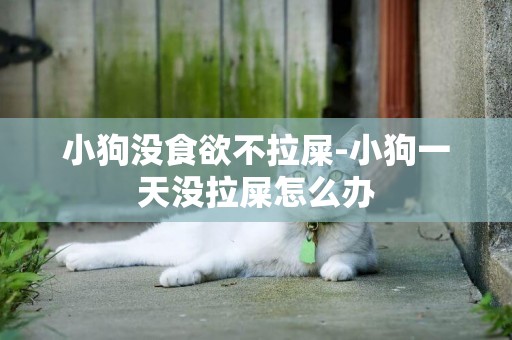 小狗沒食欲不拉屎-小狗一天沒拉屎怎么辦