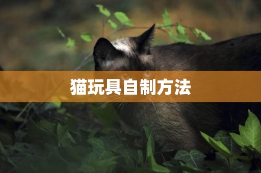 貓玩具自制方法