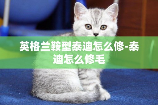 英格蘭鞍型泰迪怎么修-泰迪怎么修毛