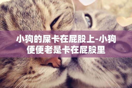小狗的屎卡在屁股上-小狗便便老是卡在屁股里