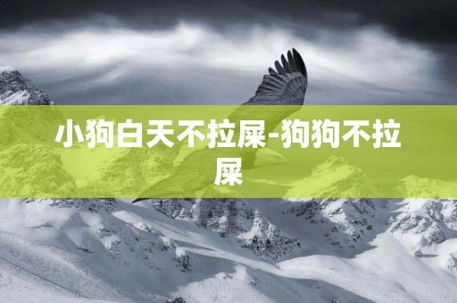 小狗白天不拉屎-狗狗不拉屎