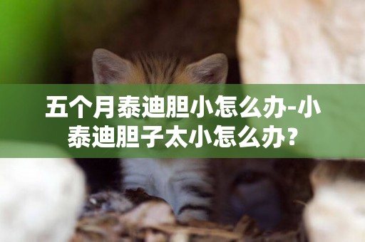五個月泰迪膽小怎么辦-小泰迪膽子太小怎么辦？