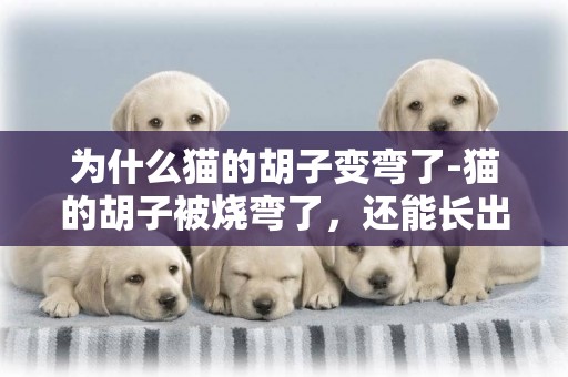 為什么貓的胡子變彎了-貓的胡子被燒彎了，還能長出來嗎？如果可以，用給燒彎的部分剪掉嗎？
