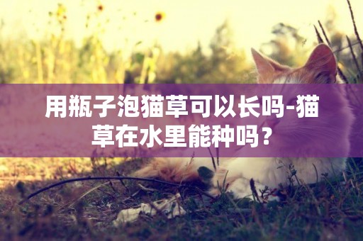 用瓶子泡貓草可以長嗎-貓草在水里能種嗎？