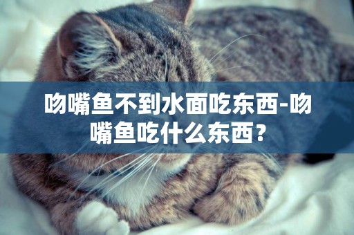 吻嘴魚不到水面吃東西-吻嘴魚吃什么東西？