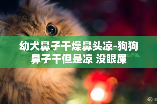 幼犬鼻子干燥鼻頭涼-狗狗鼻子干但是涼 沒眼屎
