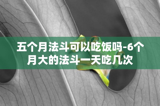 五個月法斗可以吃飯嗎-6個月大的法斗一天吃幾次