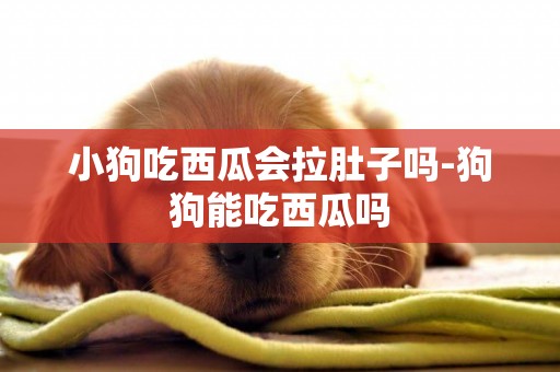 小狗吃西瓜會拉肚子嗎-狗狗能吃西瓜嗎