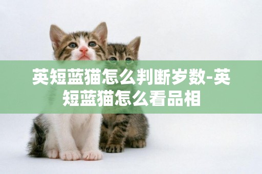 英短藍貓怎么判斷歲數-英短藍貓怎么看品相