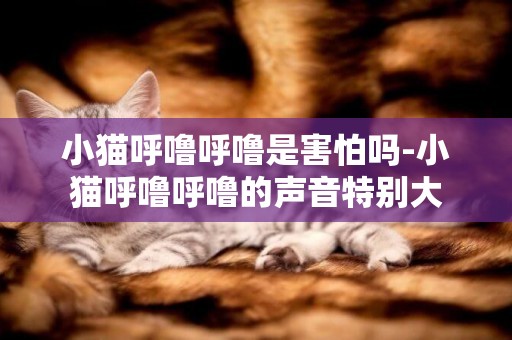 小貓呼嚕呼嚕是害怕嗎-小貓呼嚕呼嚕的聲音特別大