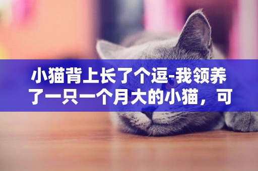 小貓背上長了個逗-我領養了一只一個月大的小貓，可現在想放棄！