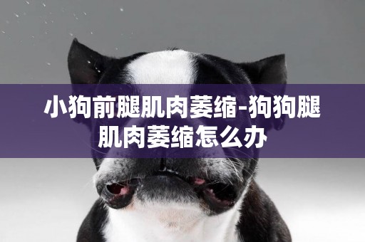 小狗前腿肌肉萎縮-狗狗腿肌肉萎縮怎么辦