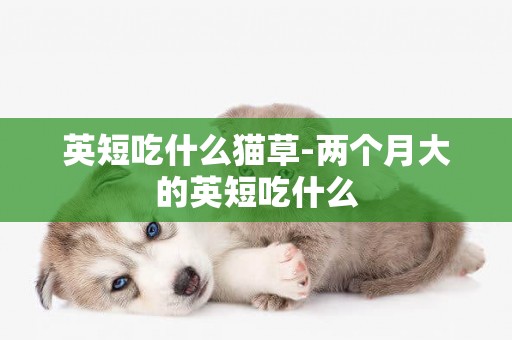 英短吃什么貓草-兩個月大的英短吃什么