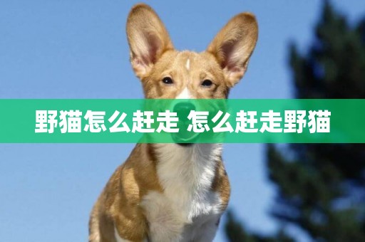 野貓怎么趕走 怎么趕走野貓