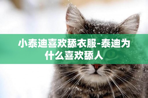 小泰迪喜歡舔衣服-泰迪為什么喜歡舔人