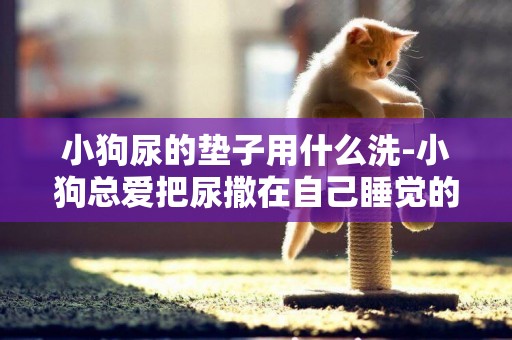 小狗尿的墊子用什么洗-小狗總愛把尿撒在自己睡覺的墊子上，怎么辦。