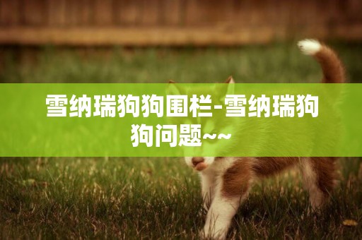 雪納瑞狗狗圍欄-雪納瑞狗狗問題~~