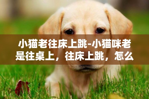 小貓老往床上跳-小貓咪老是往桌上，往床上跳，怎么辦