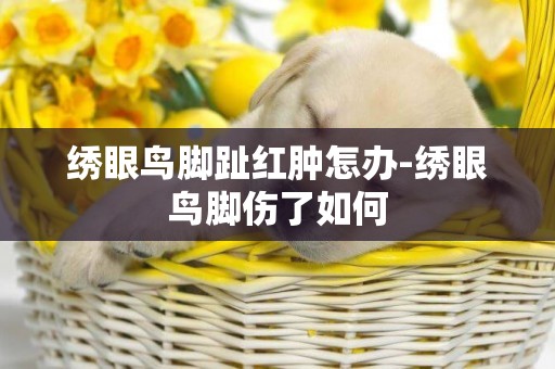 繡眼鳥腳趾紅腫怎辦-繡眼鳥腳傷了如何