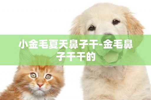 小金毛夏天鼻子干-金毛鼻子干干的