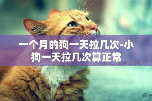 一個月的狗一天拉幾次-小狗一天拉幾次算正常