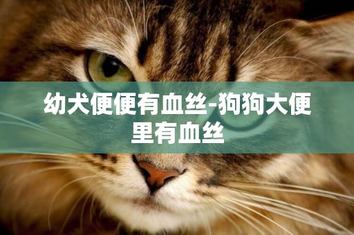 幼犬便便有血絲-狗狗大便里有血絲