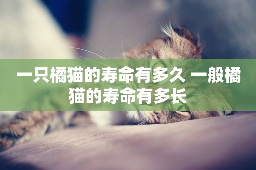 一只橘貓的壽命有多久 一般橘貓的壽命有多長