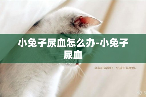 小兔子尿血怎么辦-小兔子尿血