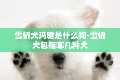 雪橇犬瑪雅是什么狗-雪橇犬包括哪幾種犬