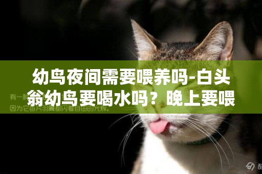 幼鳥夜間需要喂養嗎-白頭翁幼鳥要喝水嗎？晚上要喂食嗎？