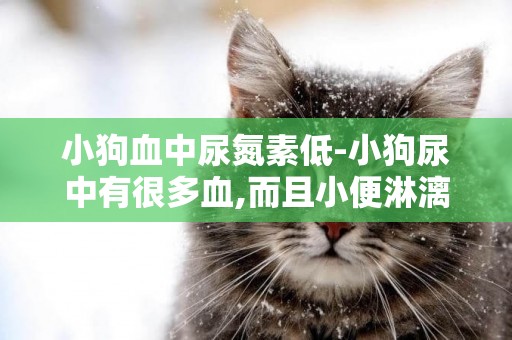 小狗血中尿氮素低-小狗尿中有很多血,而且小便淋漓不盡