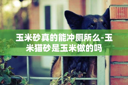 玉米砂真的能沖廁所么-玉米貓砂是玉米做的嗎